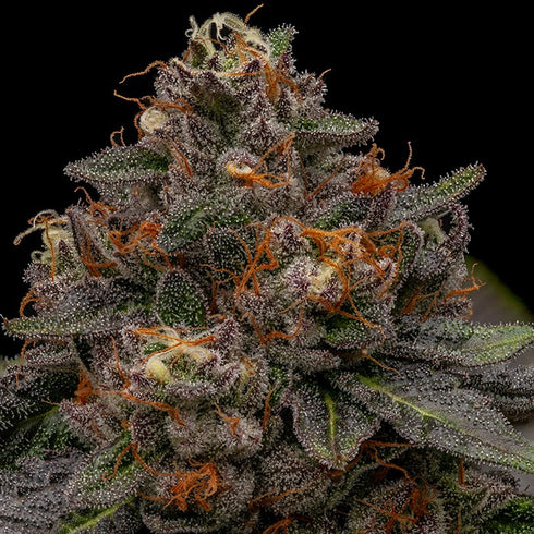 Ripper Seeds - Korenji
